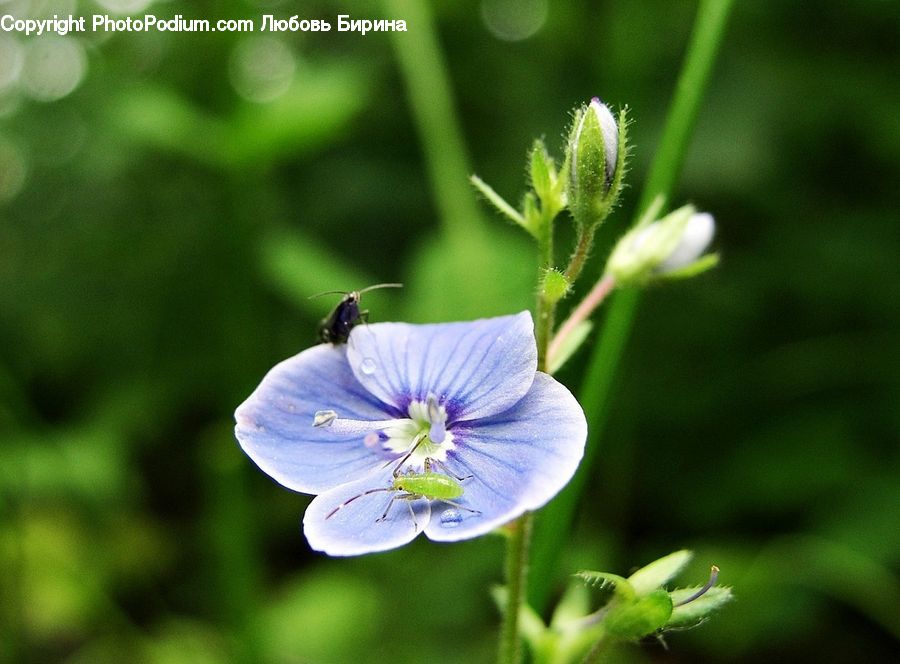 Blossom, Flora, Flower, Geranium, Plant, Violet, Fiber