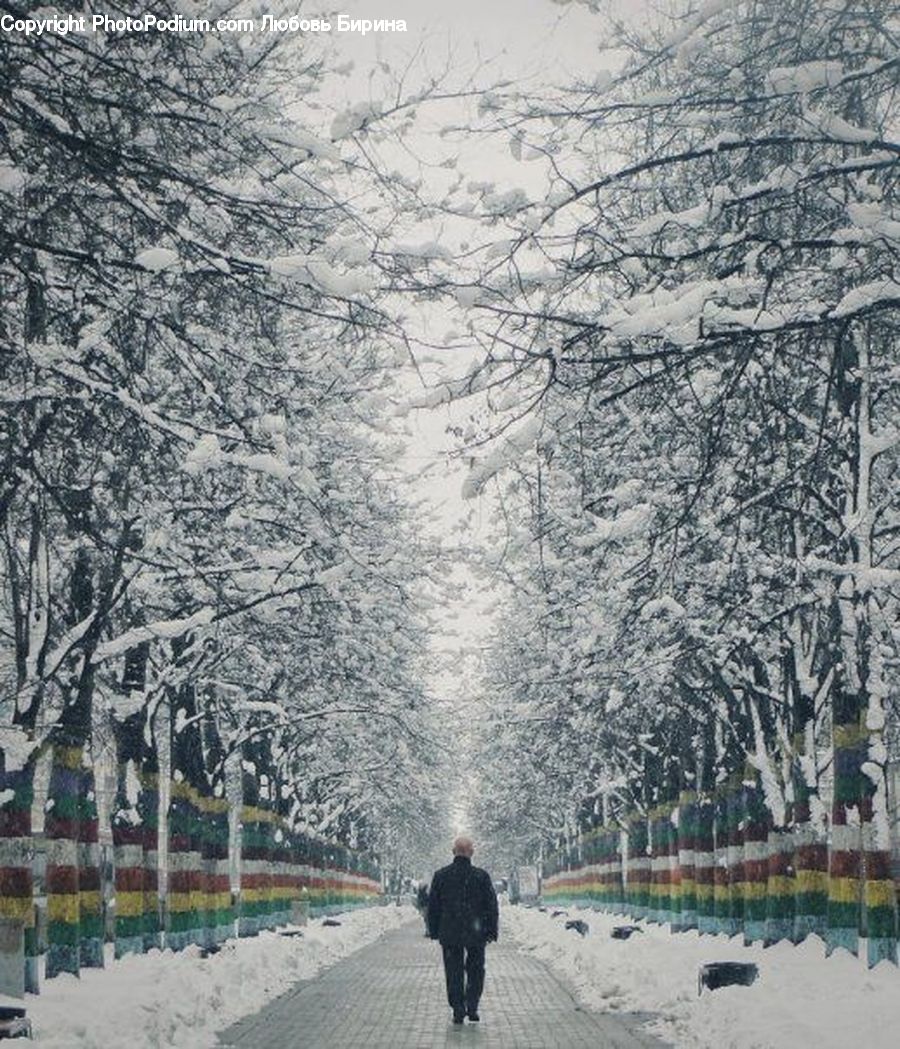 Ice, Outdoors, Snow, Exercise, Fitness, Jogging, Plant