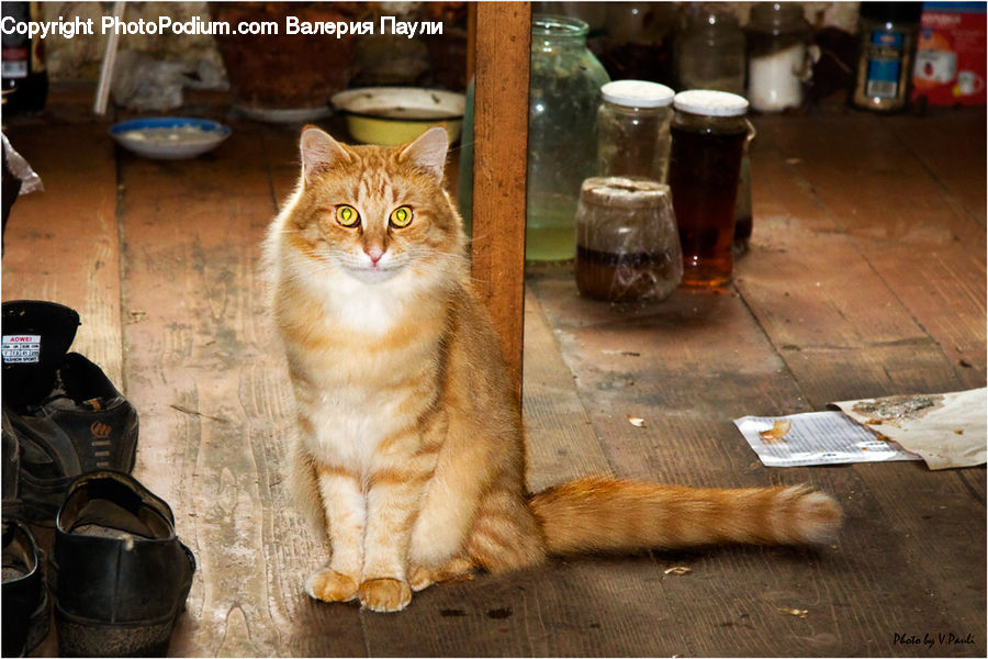 Footwear, Shoe, Abyssinian, Animal, Cat, Mammal, Pet