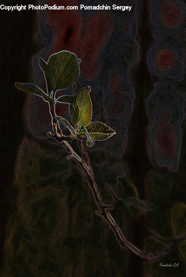 Fractal, Acanthaceae, Annonaceae, Blossom, Flora, Plant, Vine