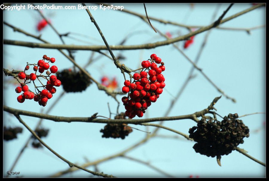 Plant, Potted Plant, Fruit, Vine, Cherry, Blossom, Flora