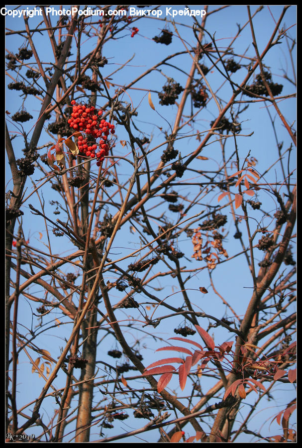 Blossom, Flora, Flower, Plant, Vine, Tree, Cherry