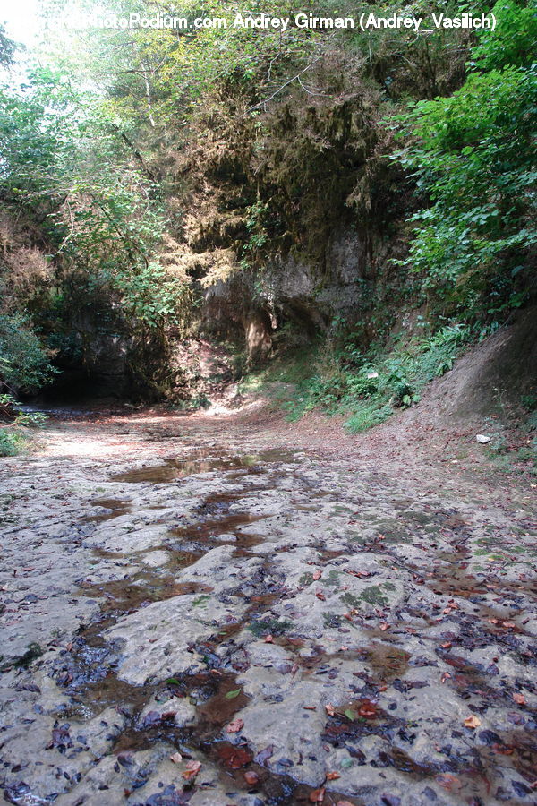 Creek, Outdoors, River, Water, Forest, Jungle, Rainforest