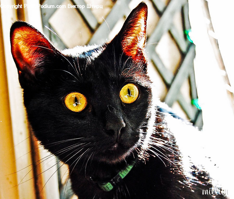 Animal, Black Cat, Cat, Mammal, Pet