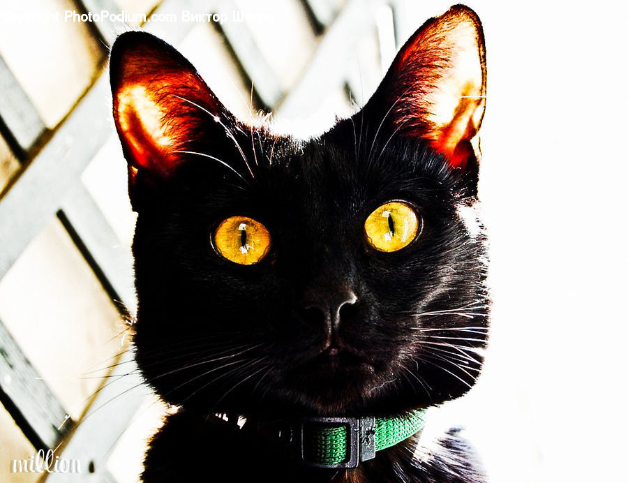 Animal, Black Cat, Cat, Mammal, Pet