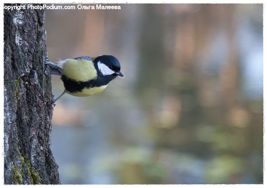 Bird, Magpie