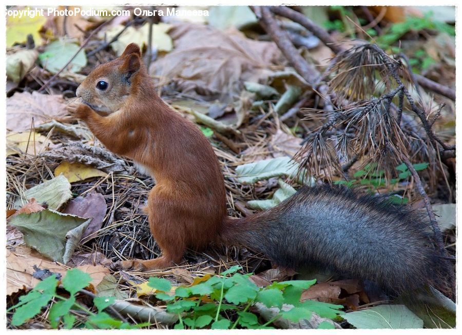 Animal, Mammal, Rodent, Squirrel, Bird, Sparrow, Hedgehog
