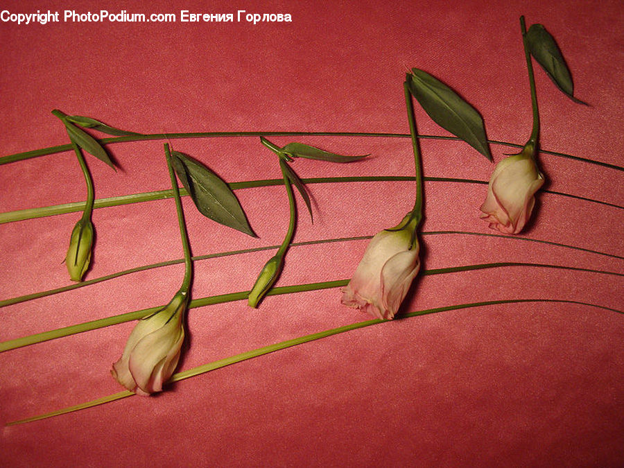 Garlic, Plant, Produce, Vegetable, Flower Arrangement, Ikebana, Potted Plant