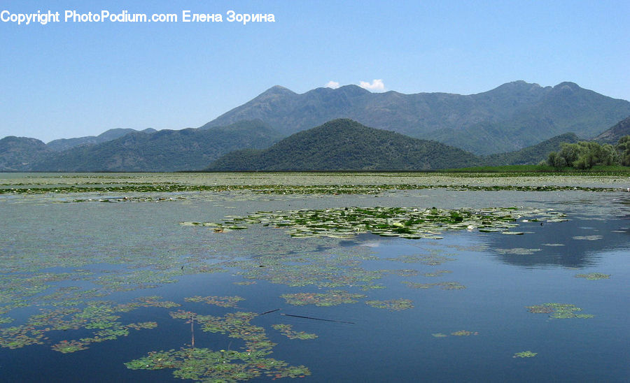 Lake, Outdoors, Water, Nature, Landscape, Scenery, Plant