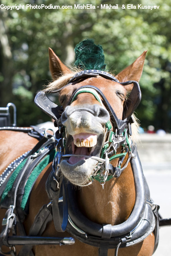 Animal, Horse, Mammal, Equestrian, Person