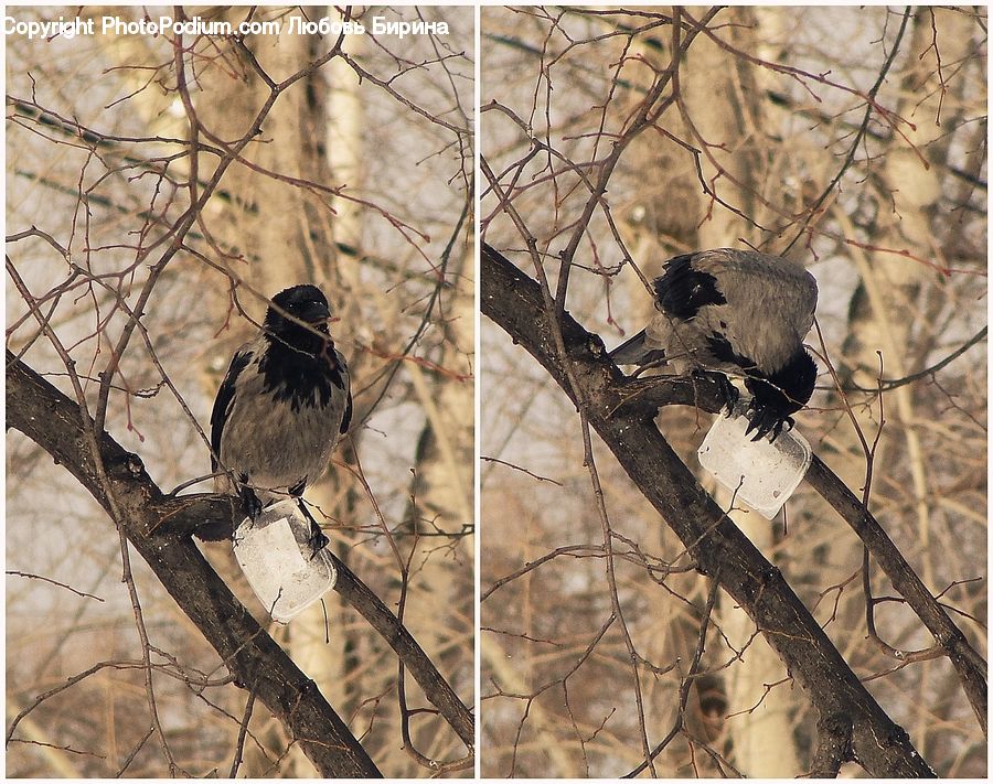 Bird, Blackbird, Crow, Sparrow, Stork, Outdoors