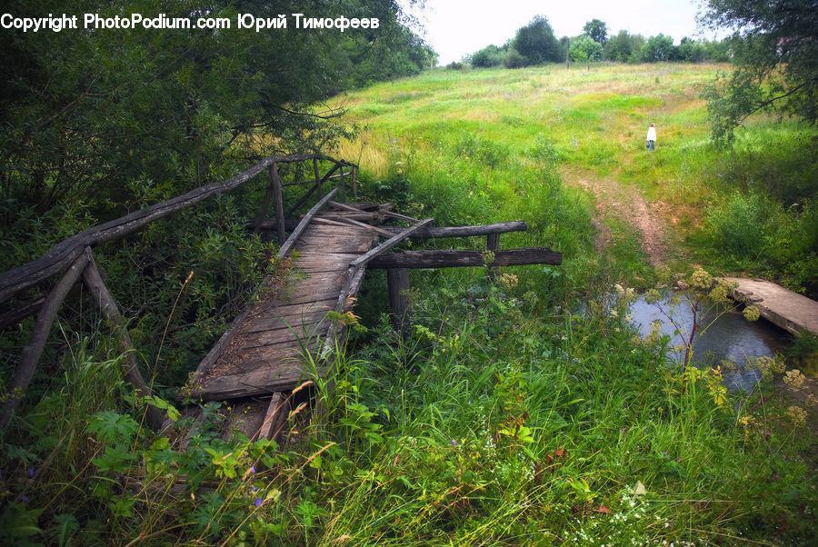 Outdoors, Pond, Water, Land, Marsh, Swamp, Bush