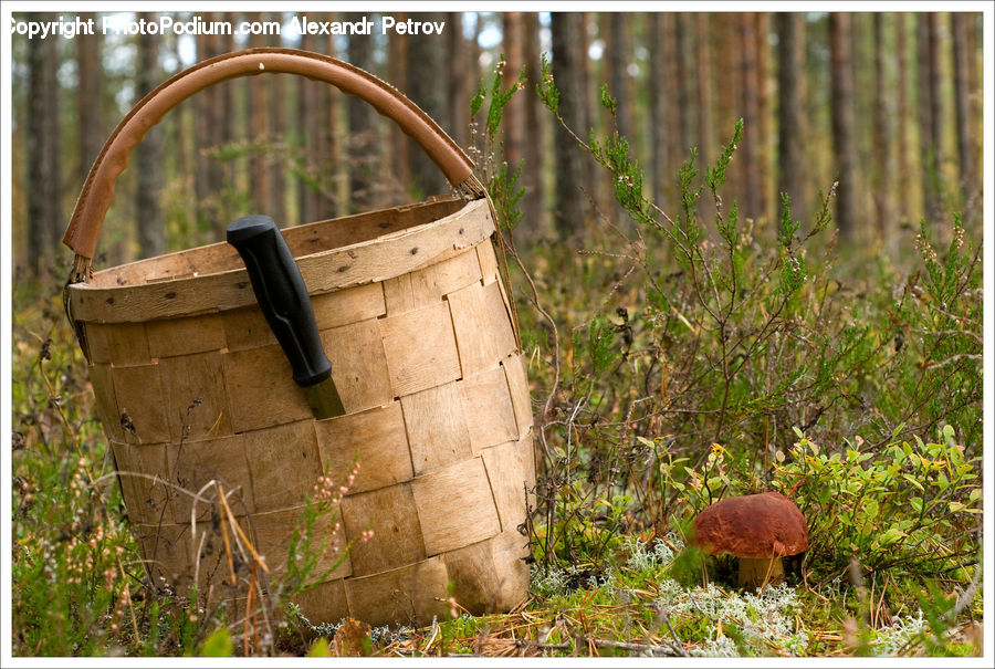 Moss, Plant, Agaric, Mushroom, Amanita, Fungus, Blossom