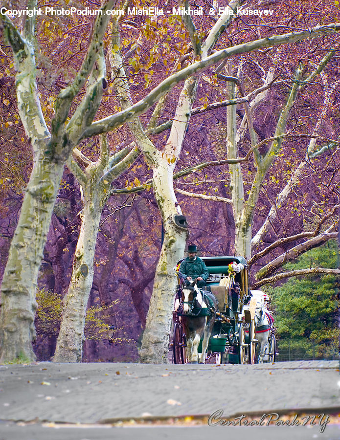 Carriage, Horse Cart, Vehicle, Birch, Tree, Wood, Dirt Road