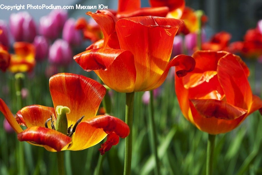 Blossom, Flora, Flower, Plant, Tulip, Alcohol, Beverage