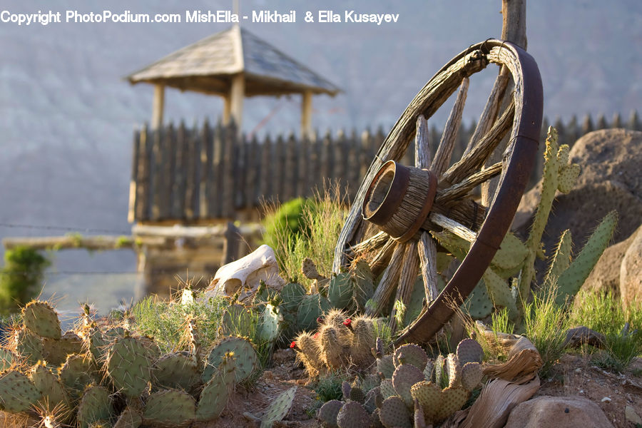 Cactus, Plant, Aloe, Blossom, Flora, Flower, Outdoors