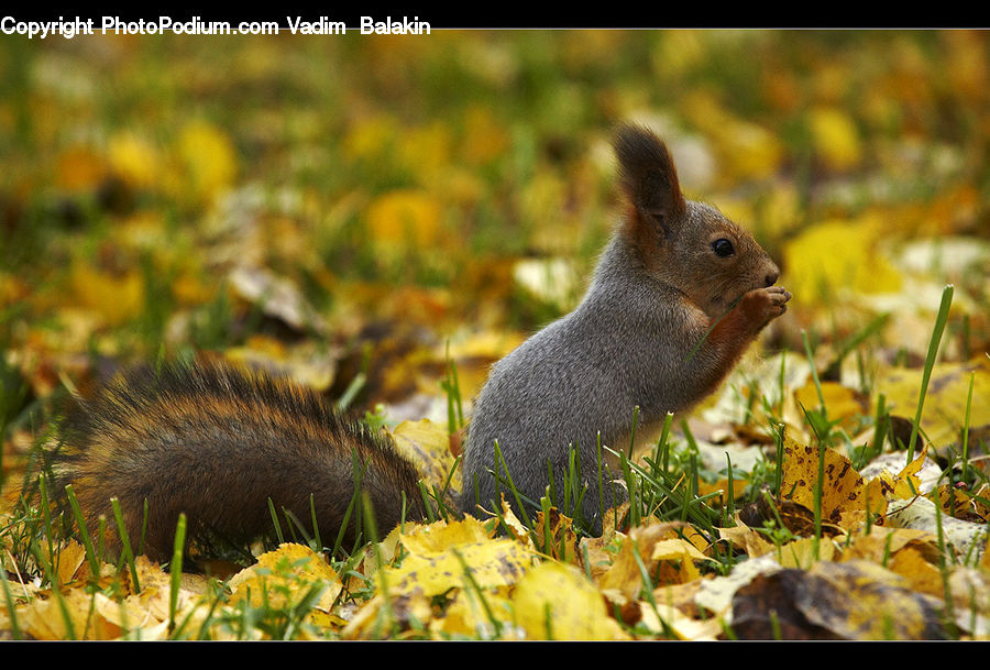 Animal, Mammal, Rodent, Squirrel, Beak, Bird, Outdoors