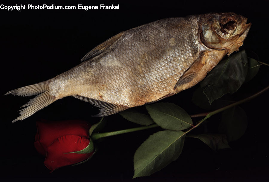 Carp, Fish, Sea Life
