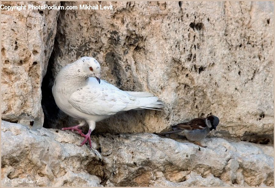 Bird, Pigeon, Sparrow, Rock, Limestone, Dove, Quail