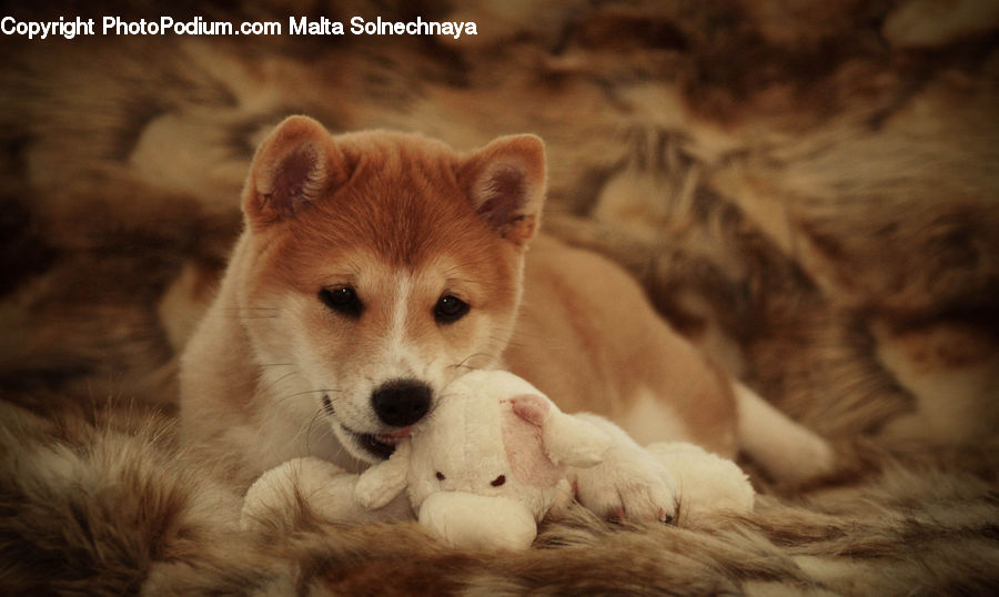 Animal, Canine, Collie, Dog, Mammal, Pet, Husky