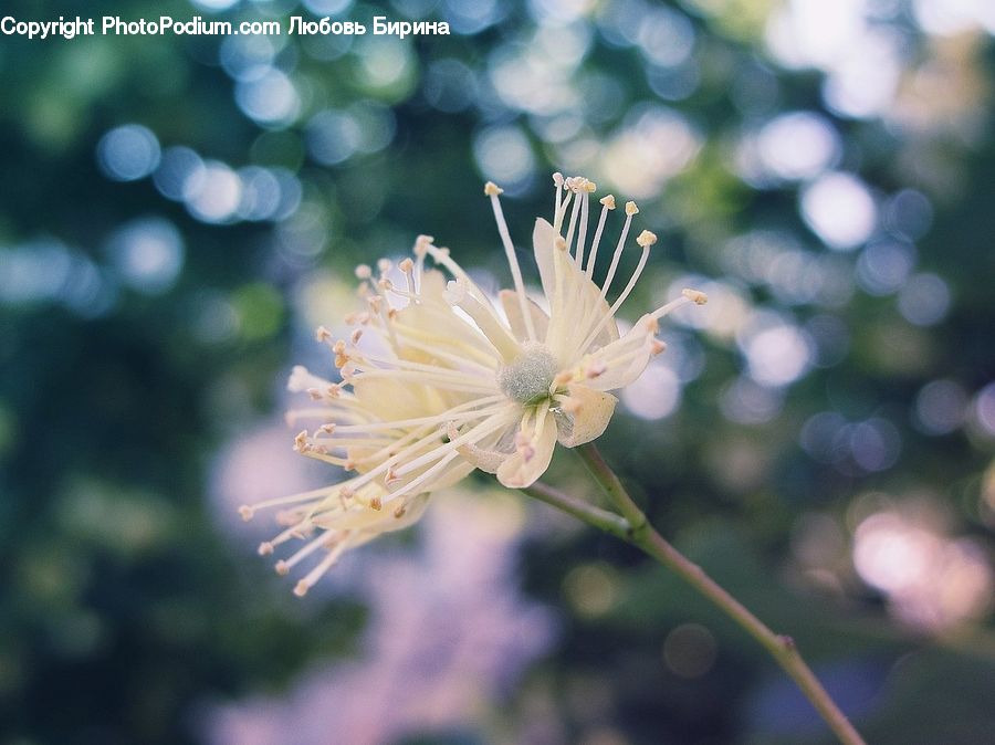 Blossom, Flora, Flower, Plant, Grain, Seed, Dill