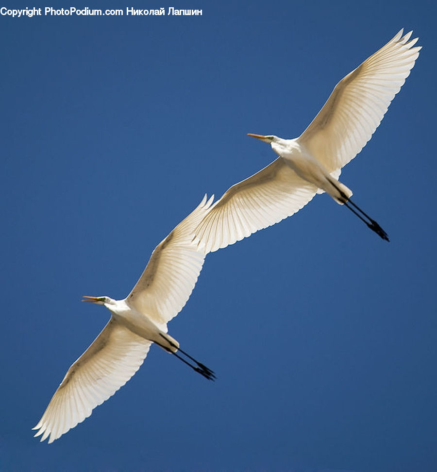 Bird, Crane Bird, Heron, Ardeidae, Egret, Waterfowl