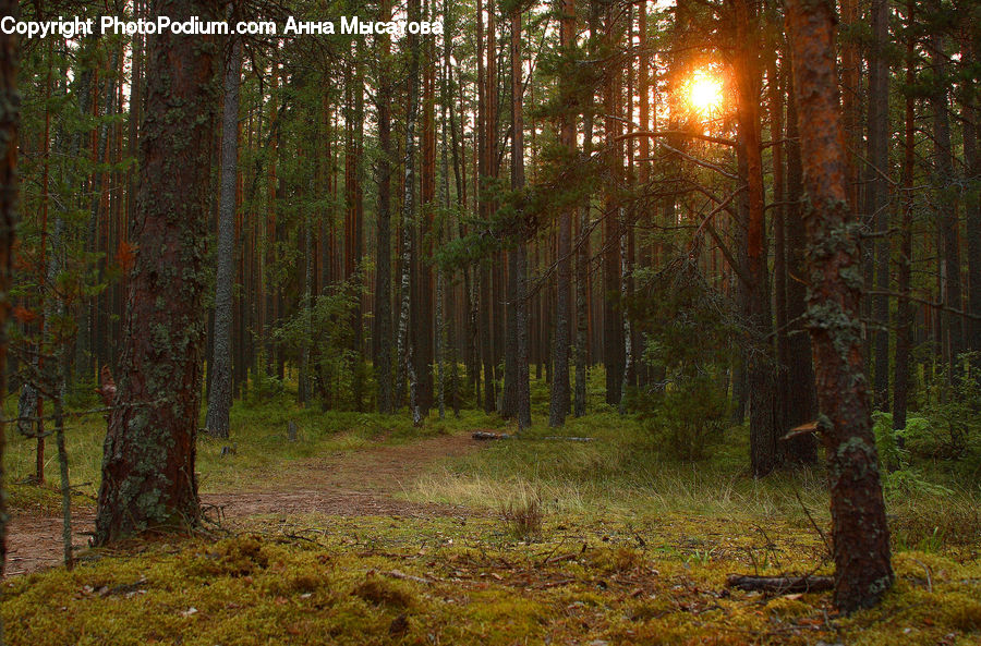 Forest, Vegetation, Grove, Land, Plant, Tree, Fir