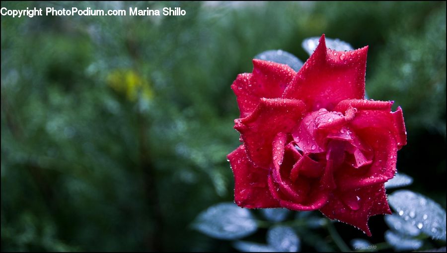 Blossom, Carnation, Flower, Plant, Rose, Flora, Petal