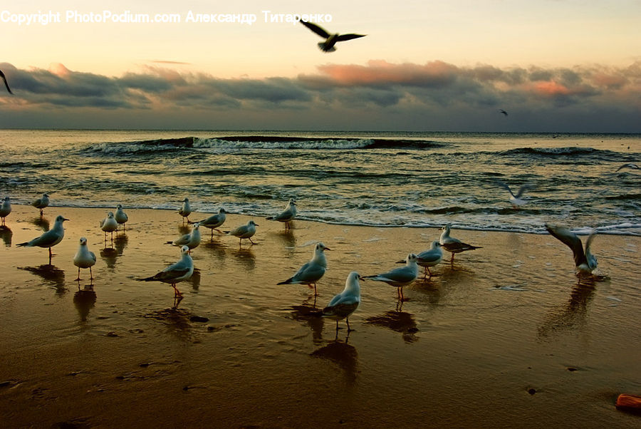 Bird, Seagull, Beach, Coast, Outdoors, Sea, Water