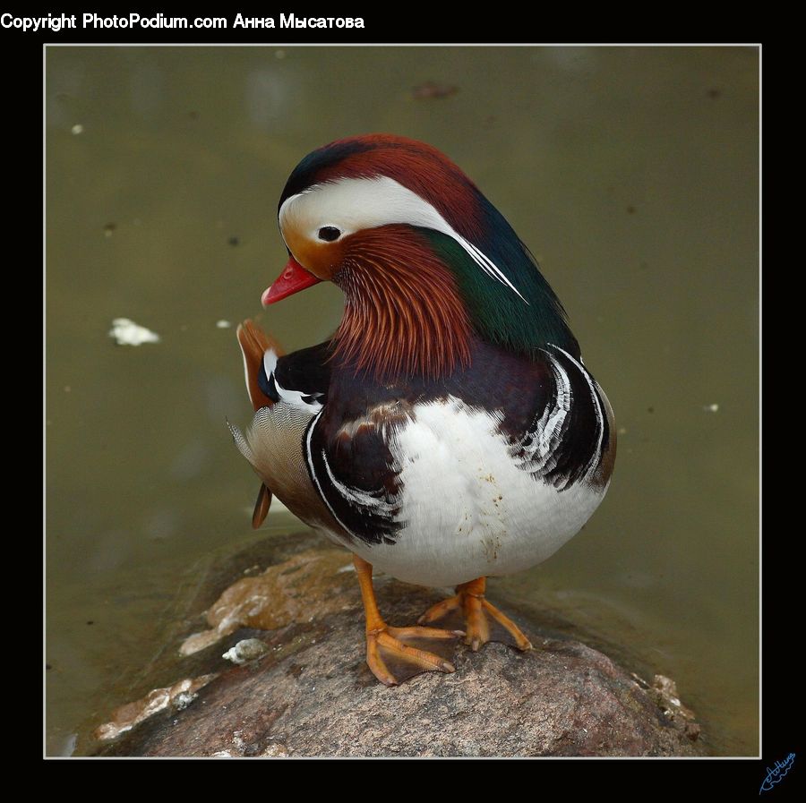 Bird, Duck, Teal, Waterfowl