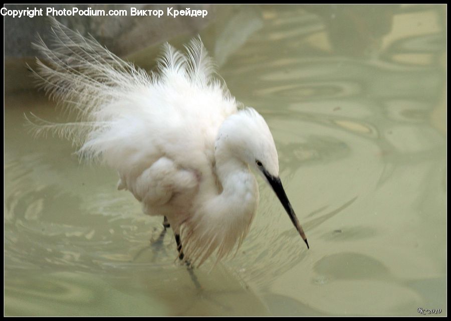 Beak, Bird, Crane Bird, Heron