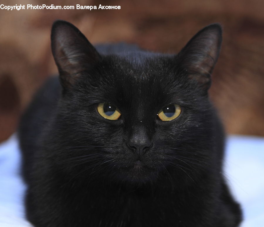 Animal, Black Cat, Cat, Mammal, Pet, Manx