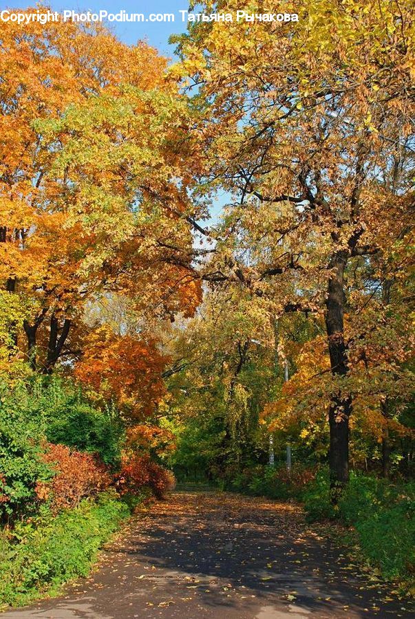 Dirt Road, Gravel, Road, Maple, Tree, Wood, Plant