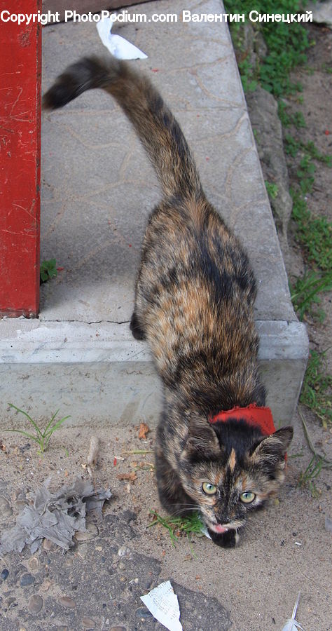 Animal, Cat, Kitten, Mammal, Pet, Boardwalk, Path