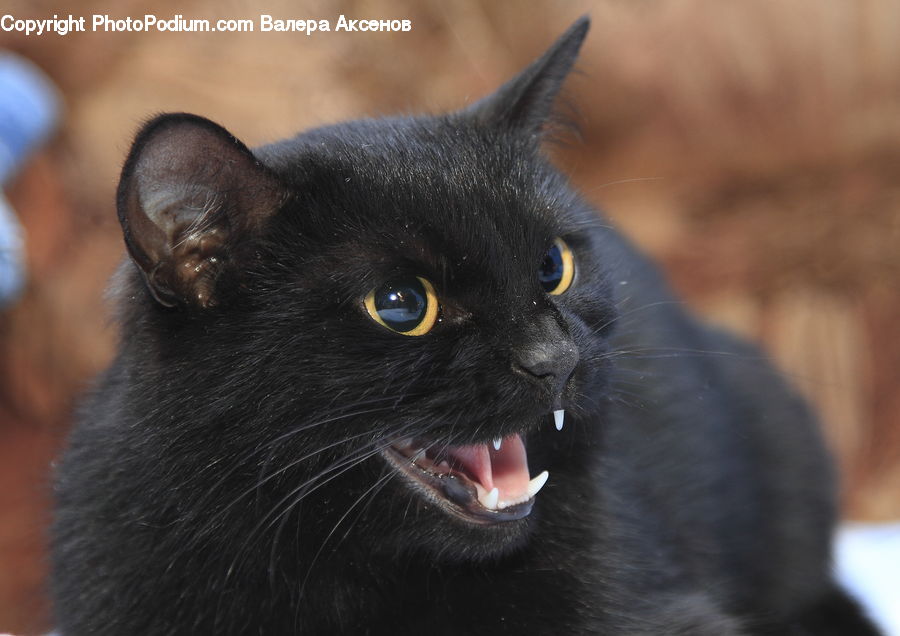 Animal, Black Cat, Cat, Mammal, Pet