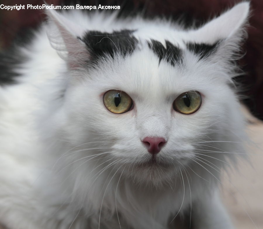 Animal, Cat, Mammal, Manx, Pet, Kitten