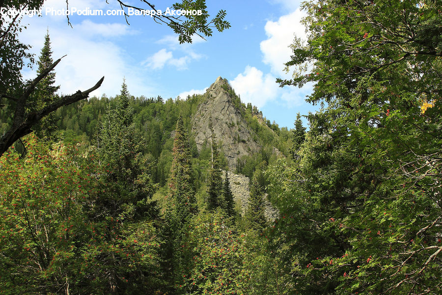 Conifer, Fir, Plant, Tree, Pine, Spruce, Palm Tree