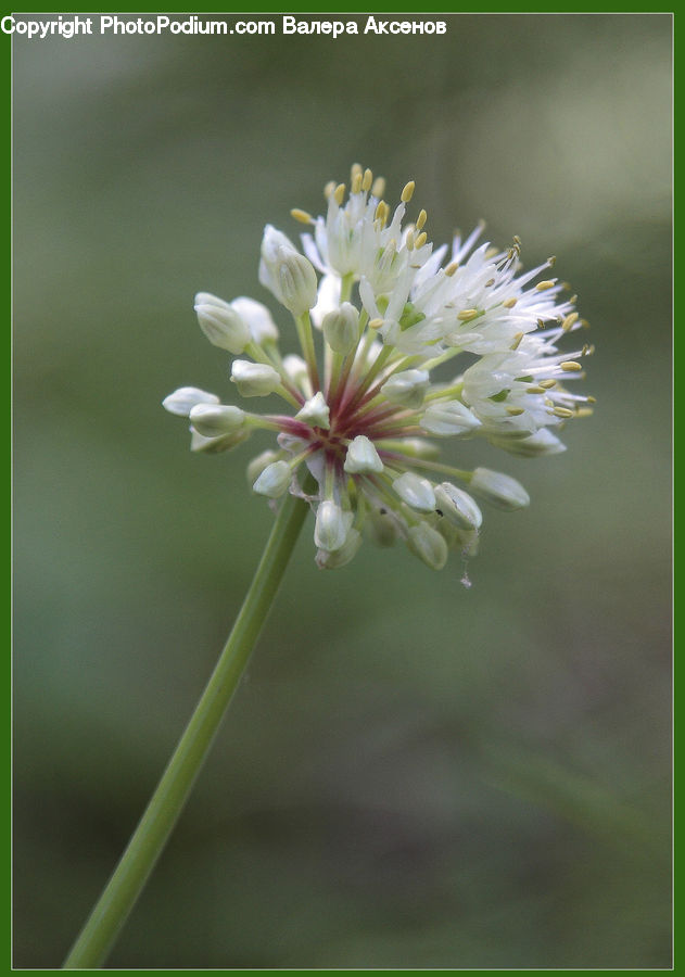 Blossom, Flora, Flower, Plant, Weed, Cherry Blossom, Daisies