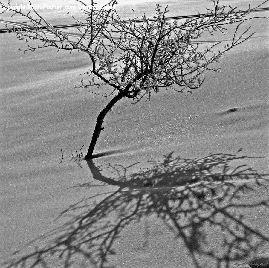 Plant, Tree, Silhouette, Outdoors, Sand, Soil, Oak