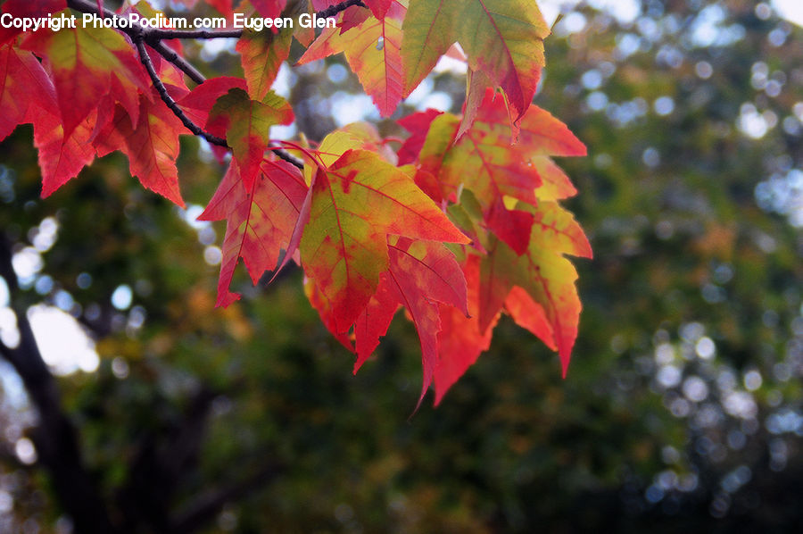 Maple, Tree, Wood, Maple Leaf, Plant, Birch, Vine