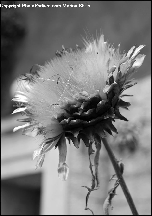 Plant, Asteraceae, Blossom, Flora, Flower, Petal, Thistle