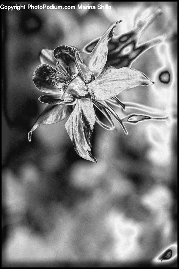 Plant, Blossom, Flora, Flower, Petal, Anther, Aster