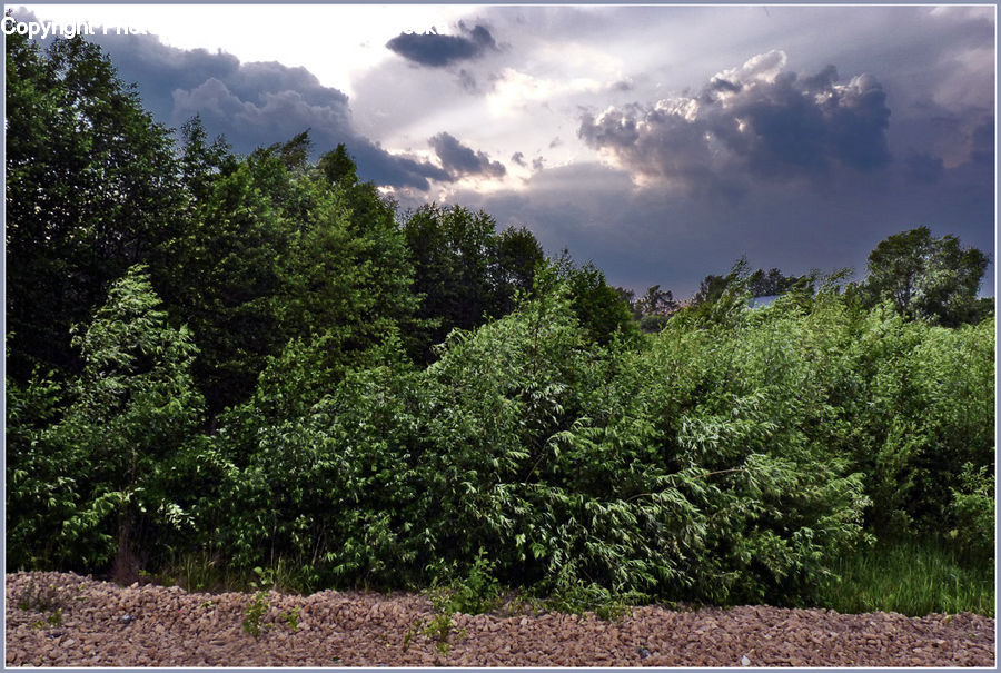 Conifer, Fir, Plant, Tree, Spruce, Wood, Fence