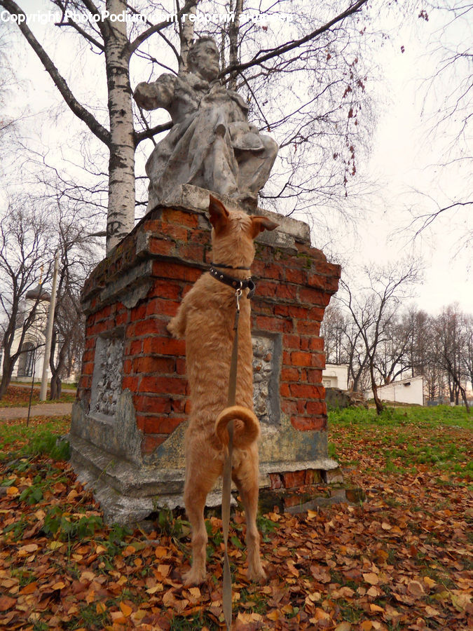 Brick, Alpaca, Animal, Llama, Wool, Birch, Tree