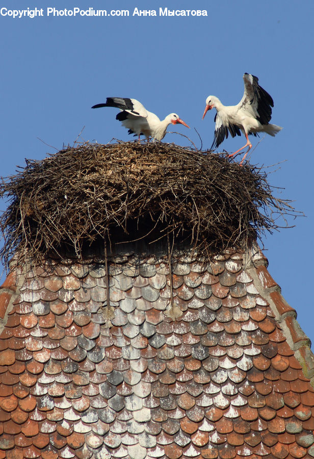Bird, Stork, Crane Bird, Heron