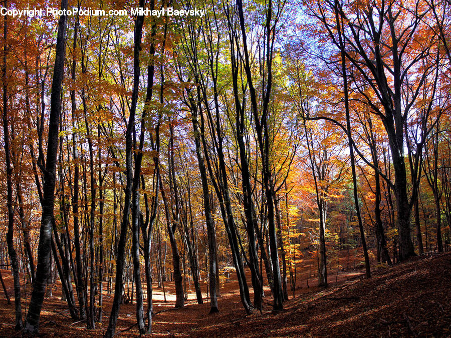 Forest, Vegetation, Birch, Tree, Wood, Grove, Land