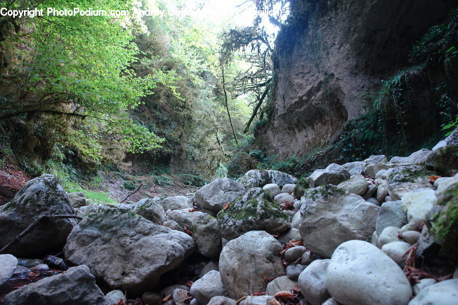 Rock, Creek, Outdoors, River, Water, Forest, Jungle