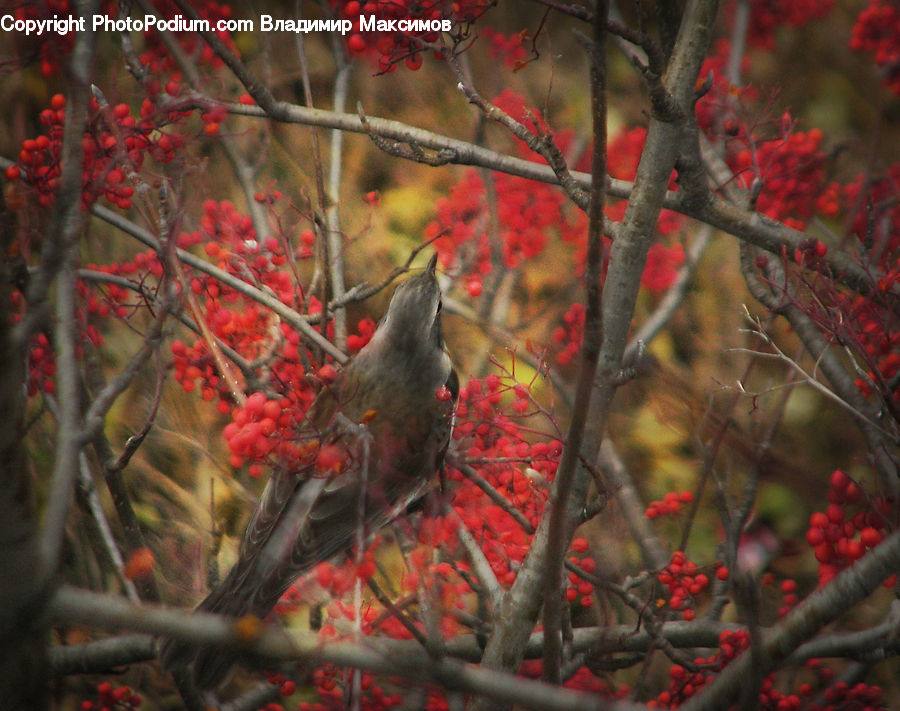 Bird, Bishop, Cardinal, Finch, Priest, Conifer, Fir