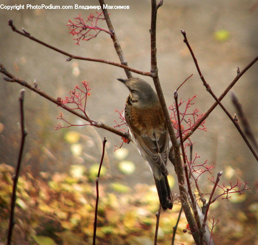 Bird, Finch, Accipiter, Blue Jay, Bluebird, Jay, Flicker Bird