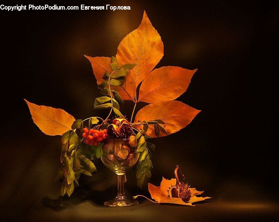 Glass, Goblet, Plant, Potted Plant, Blossom, Flower, Rose